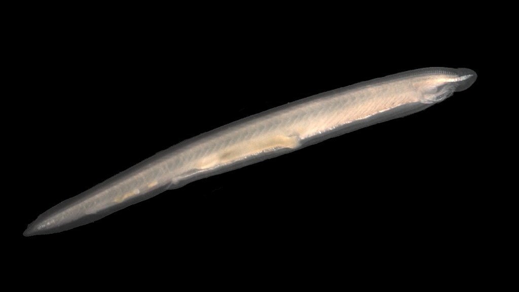 Bild på en lansettfisk