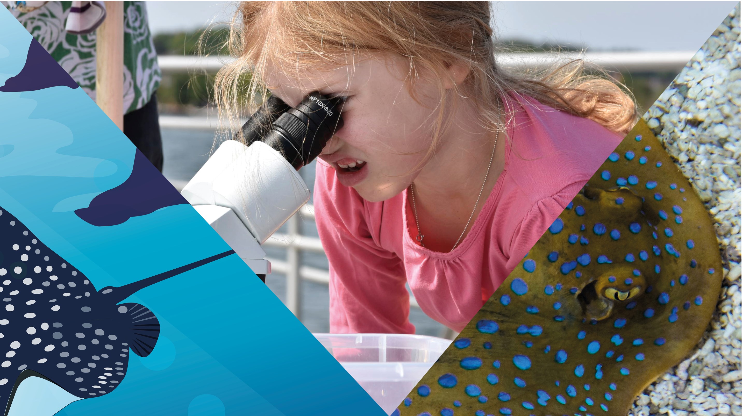 Kollage av tecknad bild på en rock, ett barn som tittar i ett mikroskop och ett foto på en prickig rocka