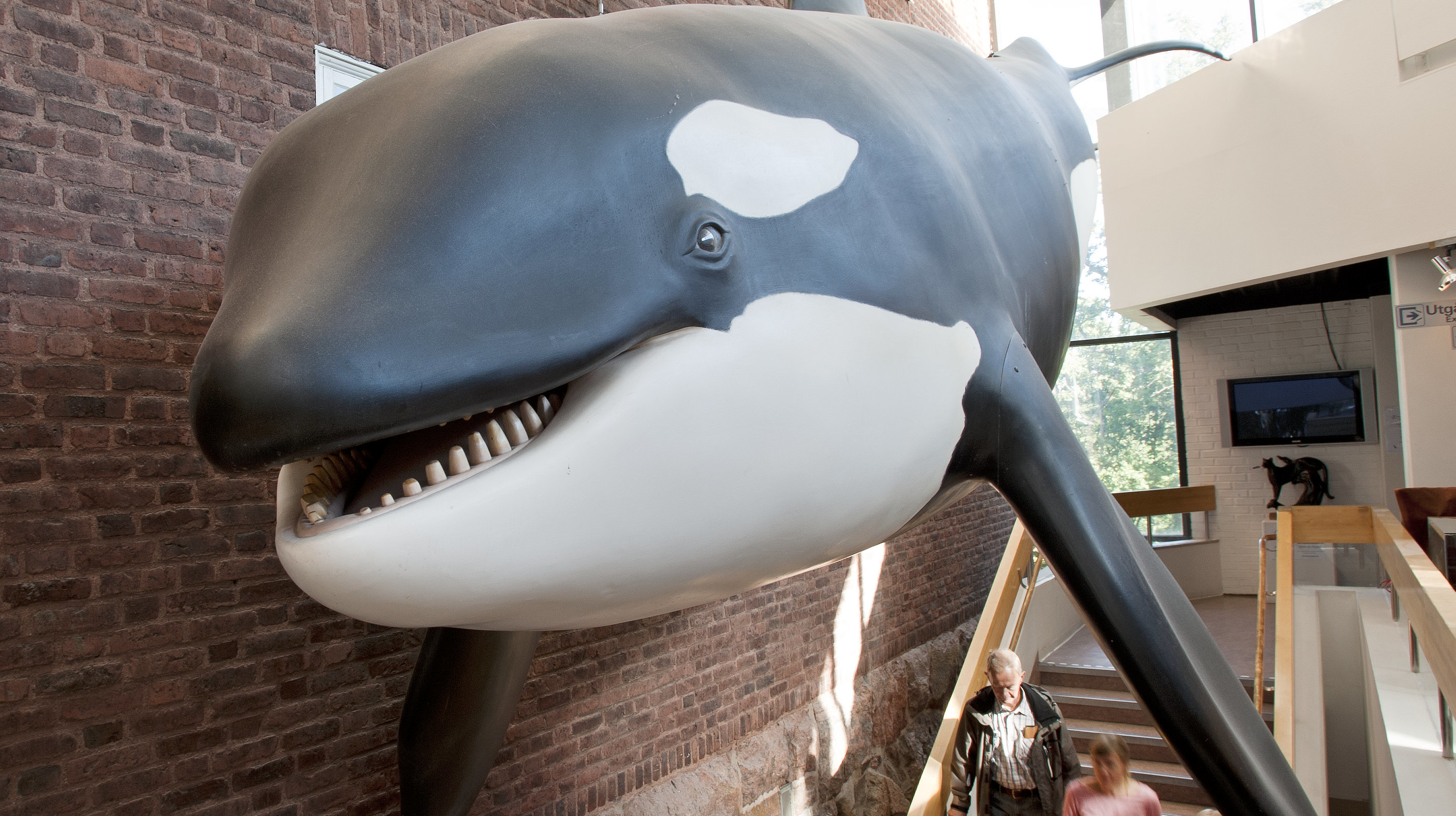 En modell av en späckhuggare hänger på en tegelvägg.