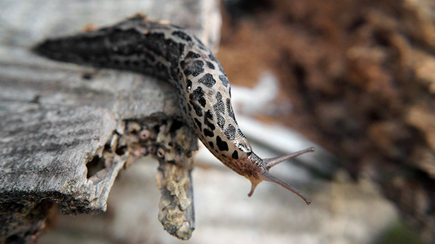 Ingen beskrivning tillgänglig