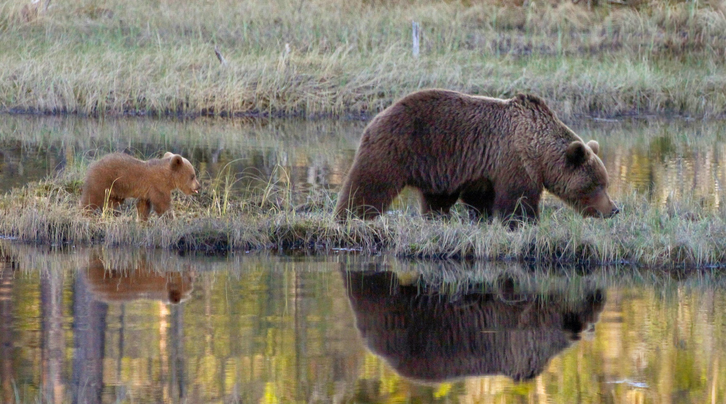 Brown Bear female and cub