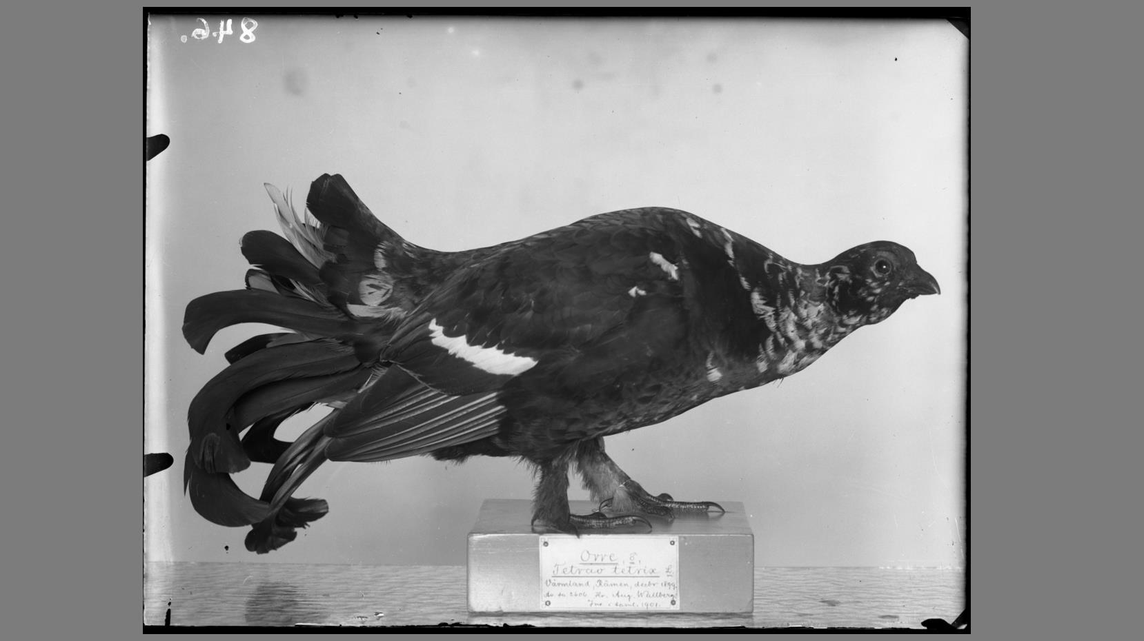 Bild på montage av orre