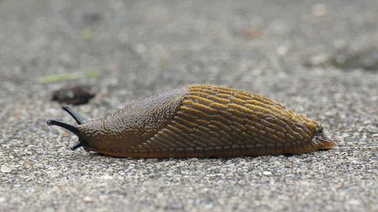 En brun mördarsnigel kryper på ett grått underlag/mark