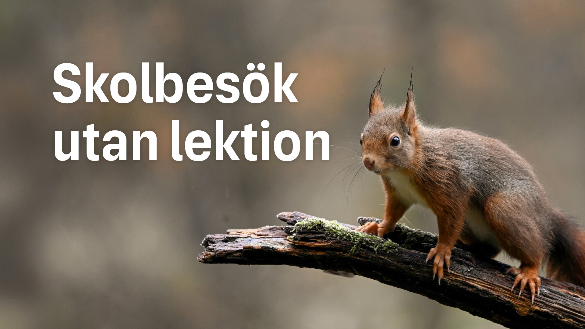En röd ekorre på en trädgren och texten "skolbesök utan lektion"