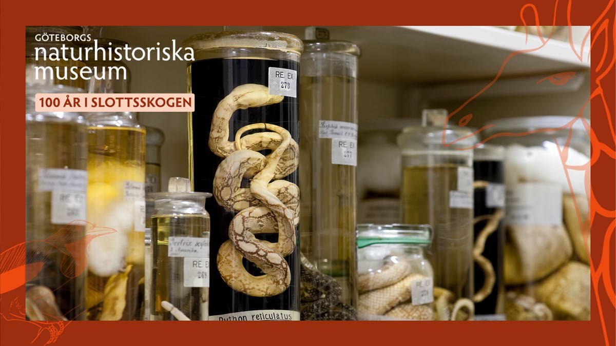 Bild på glasburkar med djur där en orm äär i fokus