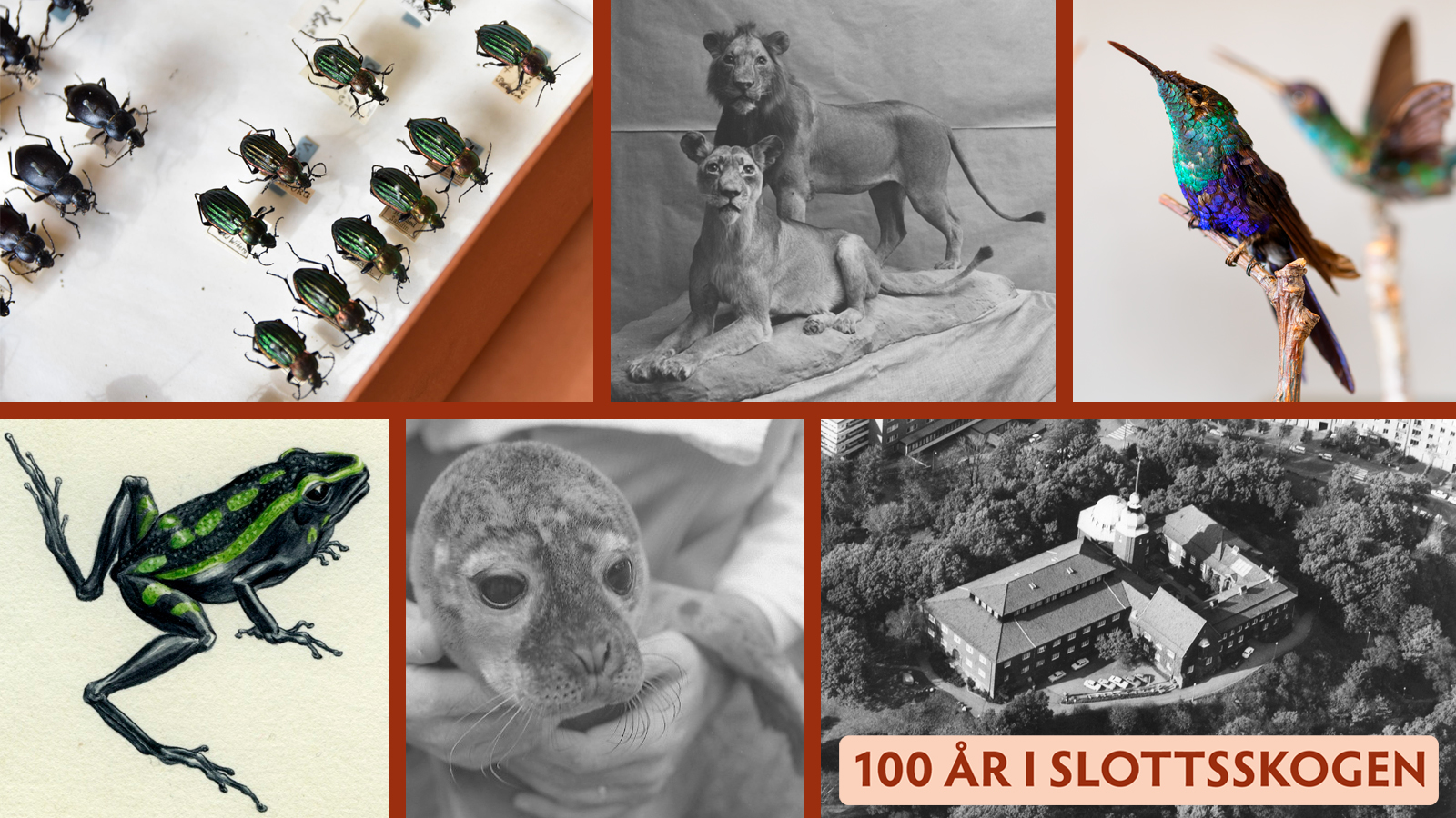 Kollage av djur ifrån Göteborgs naturhistoriska museum