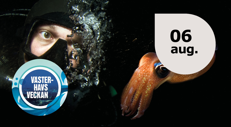 Undervattensbild på dykare och bläckfisk