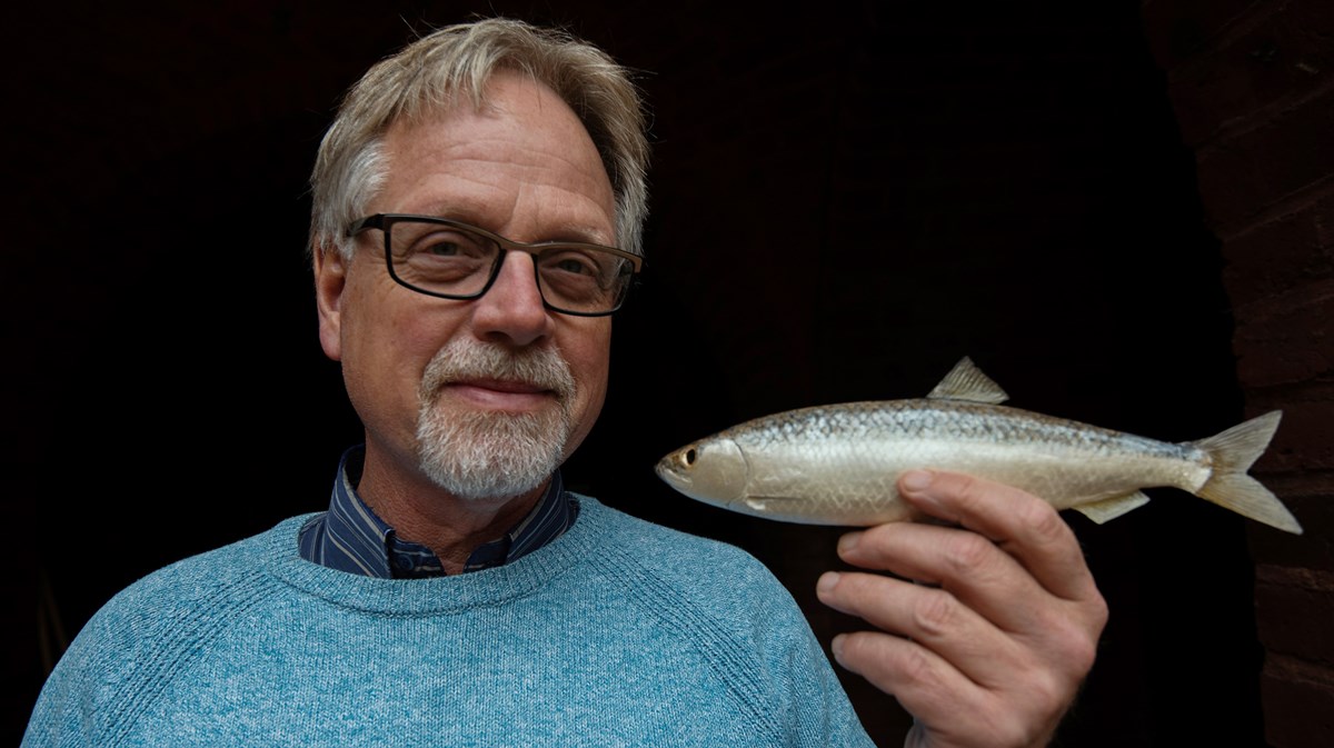 Bild på marinbiologen Kennet Lundin med en modell av en sill i handen