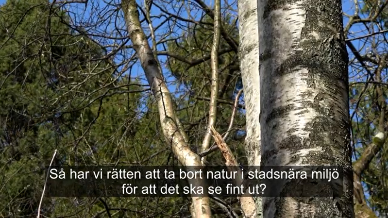 Stillfilm på björkstammar med andra träslag i bakgrunden