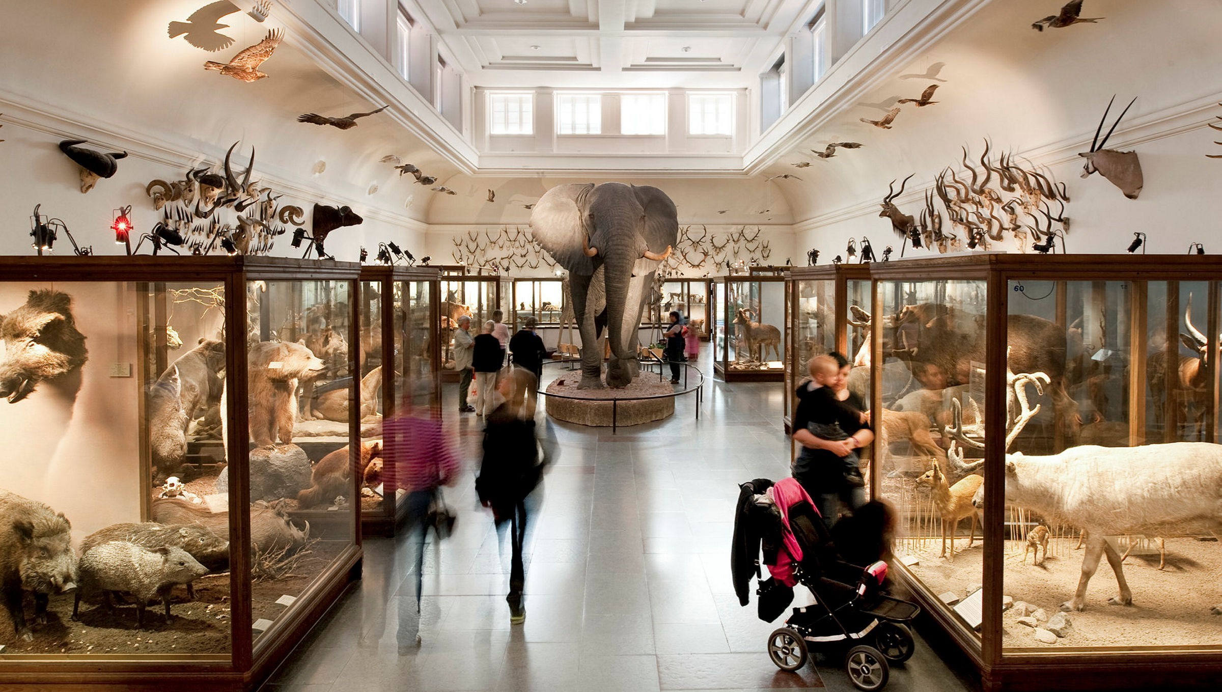 Exhibition hall at the Gothenburg Natural History Museum