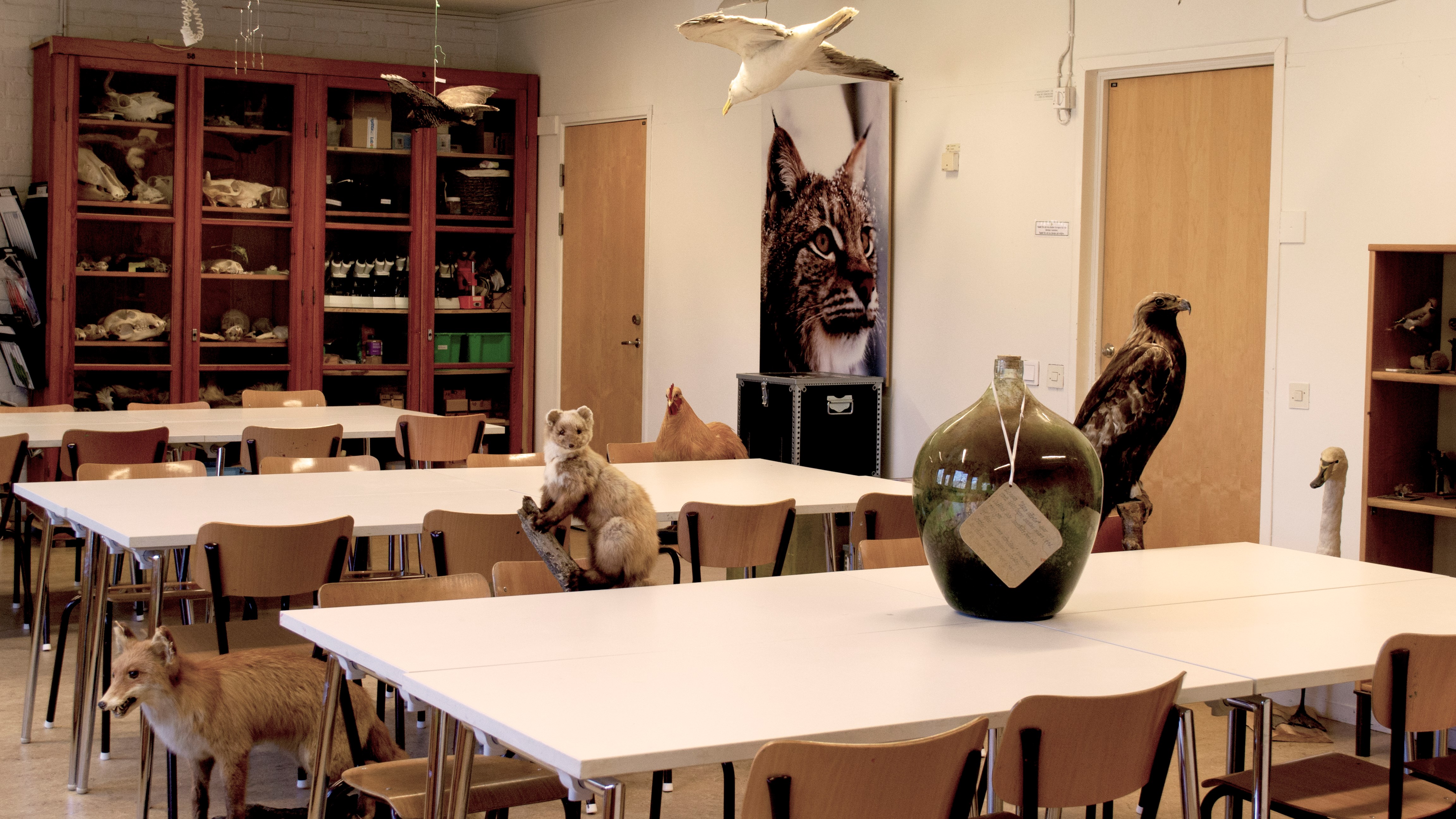 monterade djur i klassrum på museet