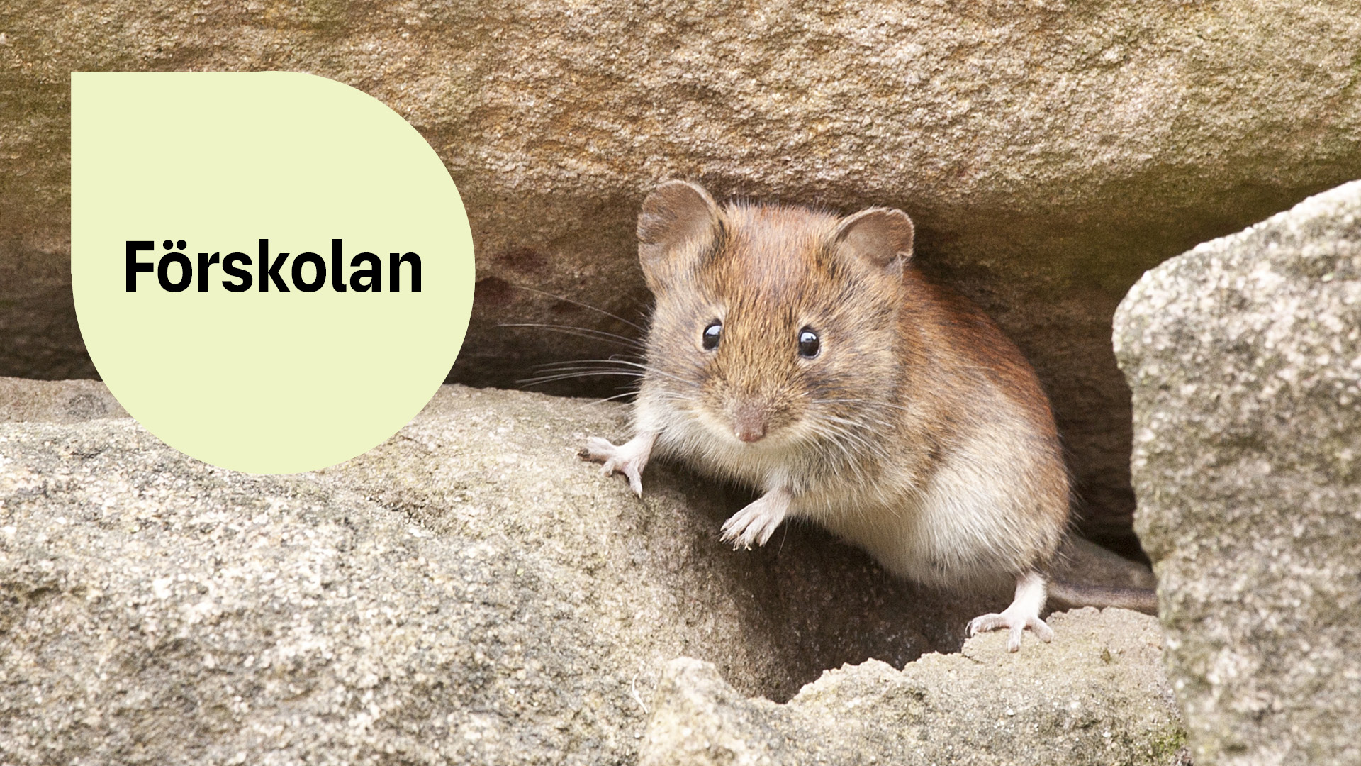 En mus tittar fram mellan klippblock