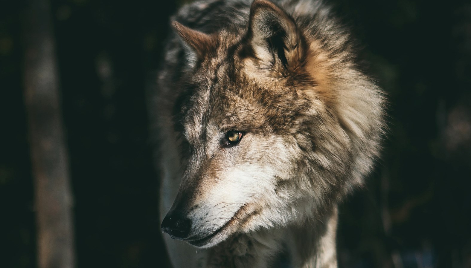 Ingen beskrivning tillgänglig