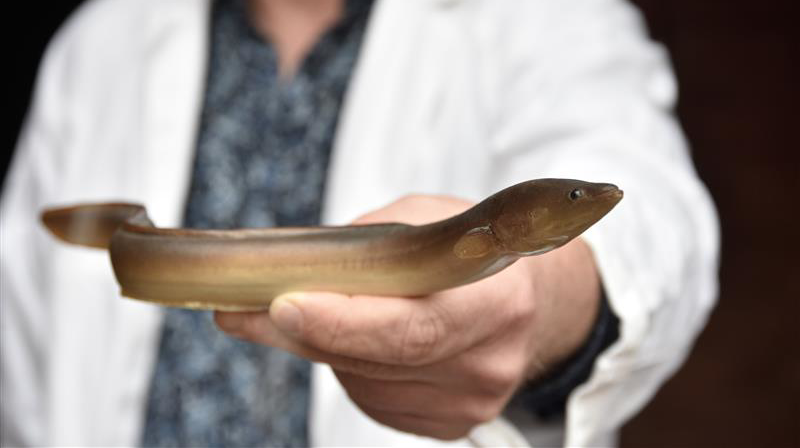 En person i mörk skjorta och labbrock håller en ål i handen framför sig.