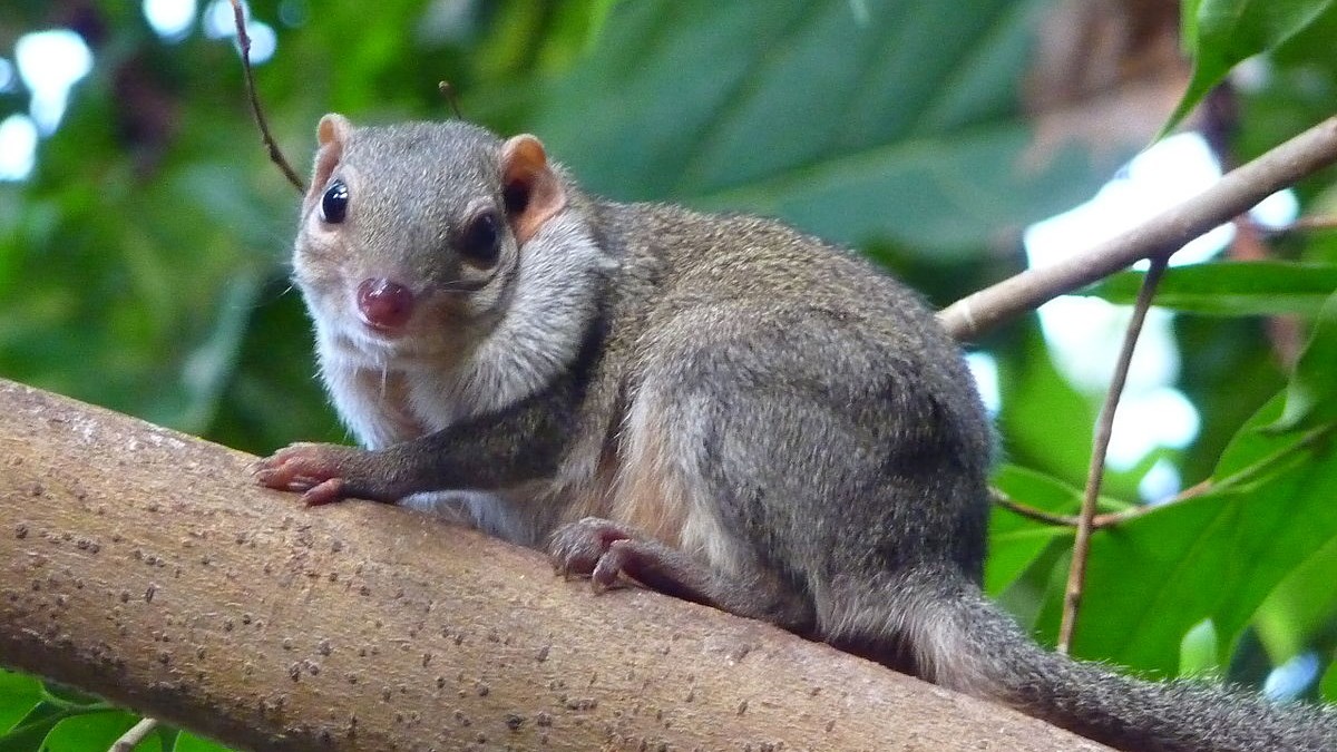 Bild på spetsekorre