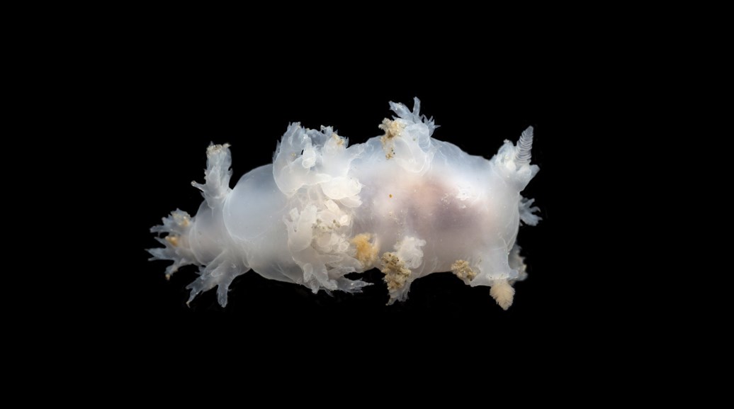 Bild av nakensnäcka mot svart bakgrund