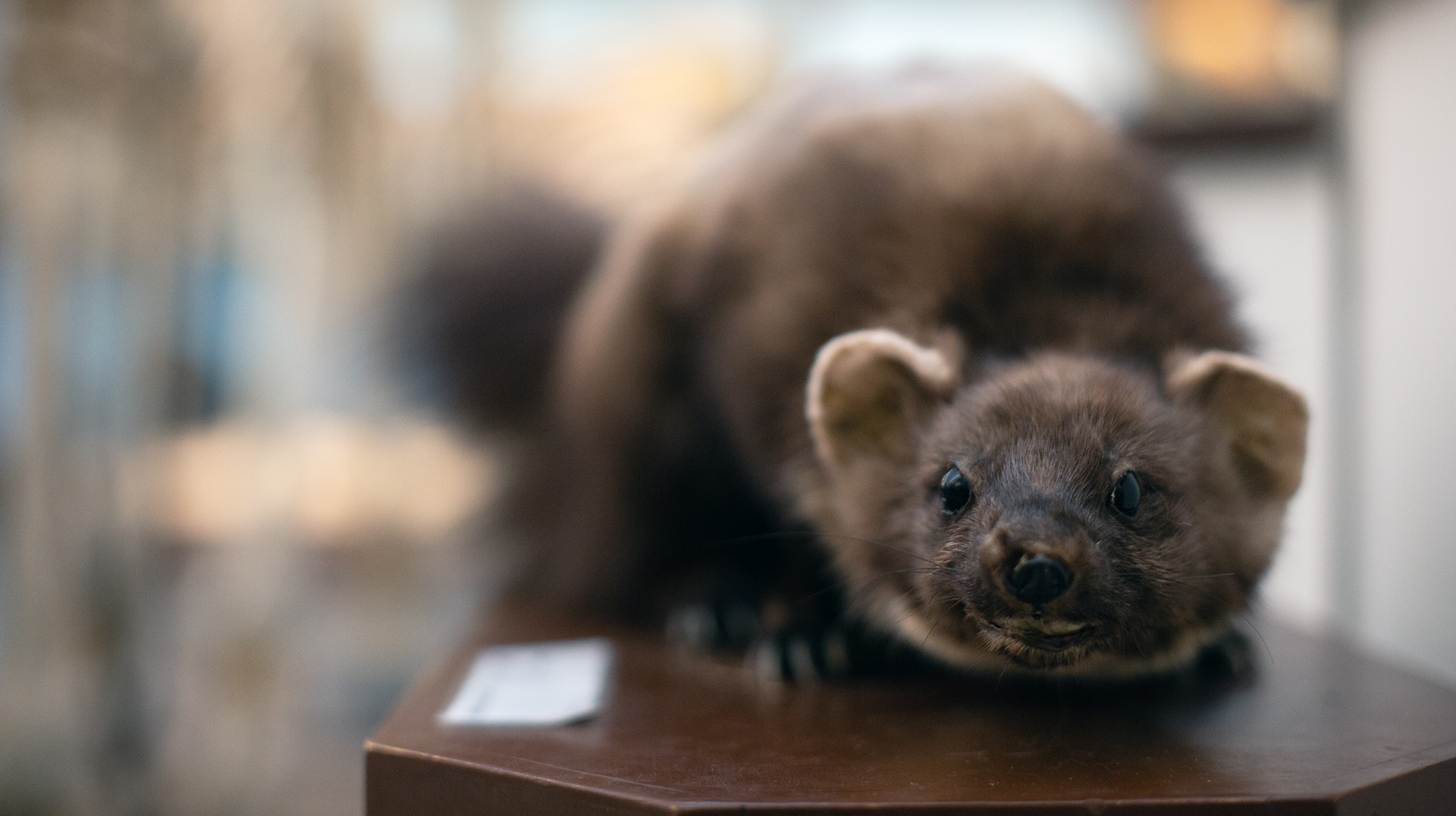Mård, uppstoppad i museimiljö