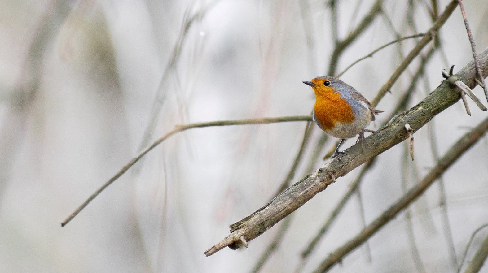 Ingen beskrivning tillgänglig