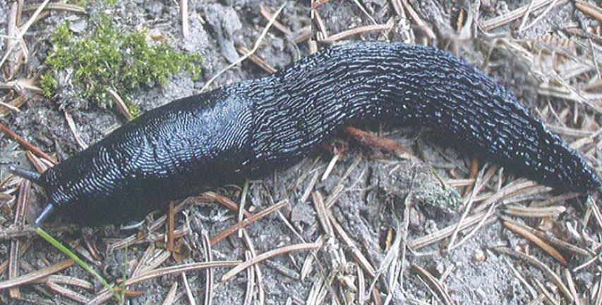 Gråsvart kölsnigel