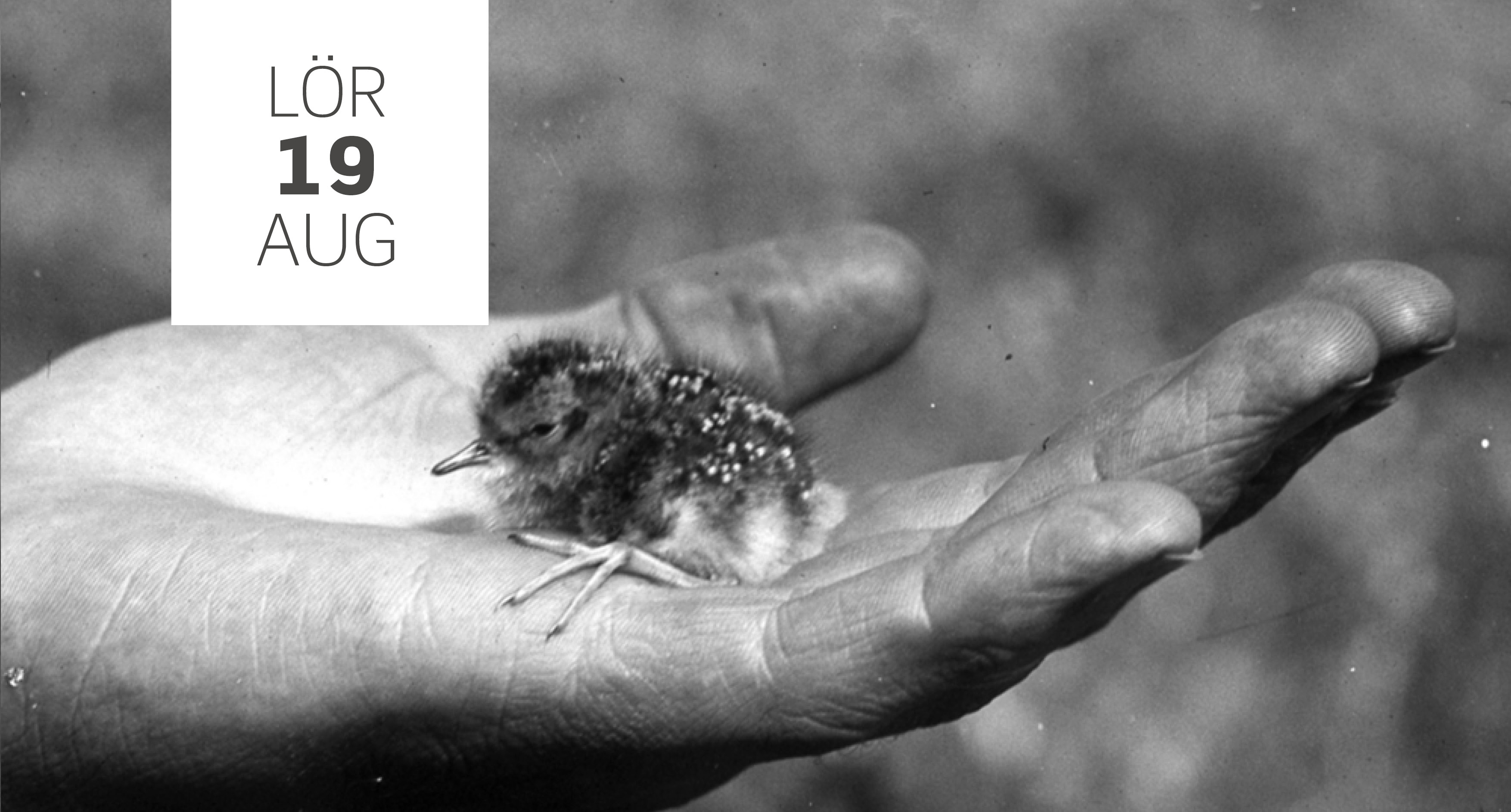 Svartvitt fotografi av fågelunge (Mosnäppa) i hand