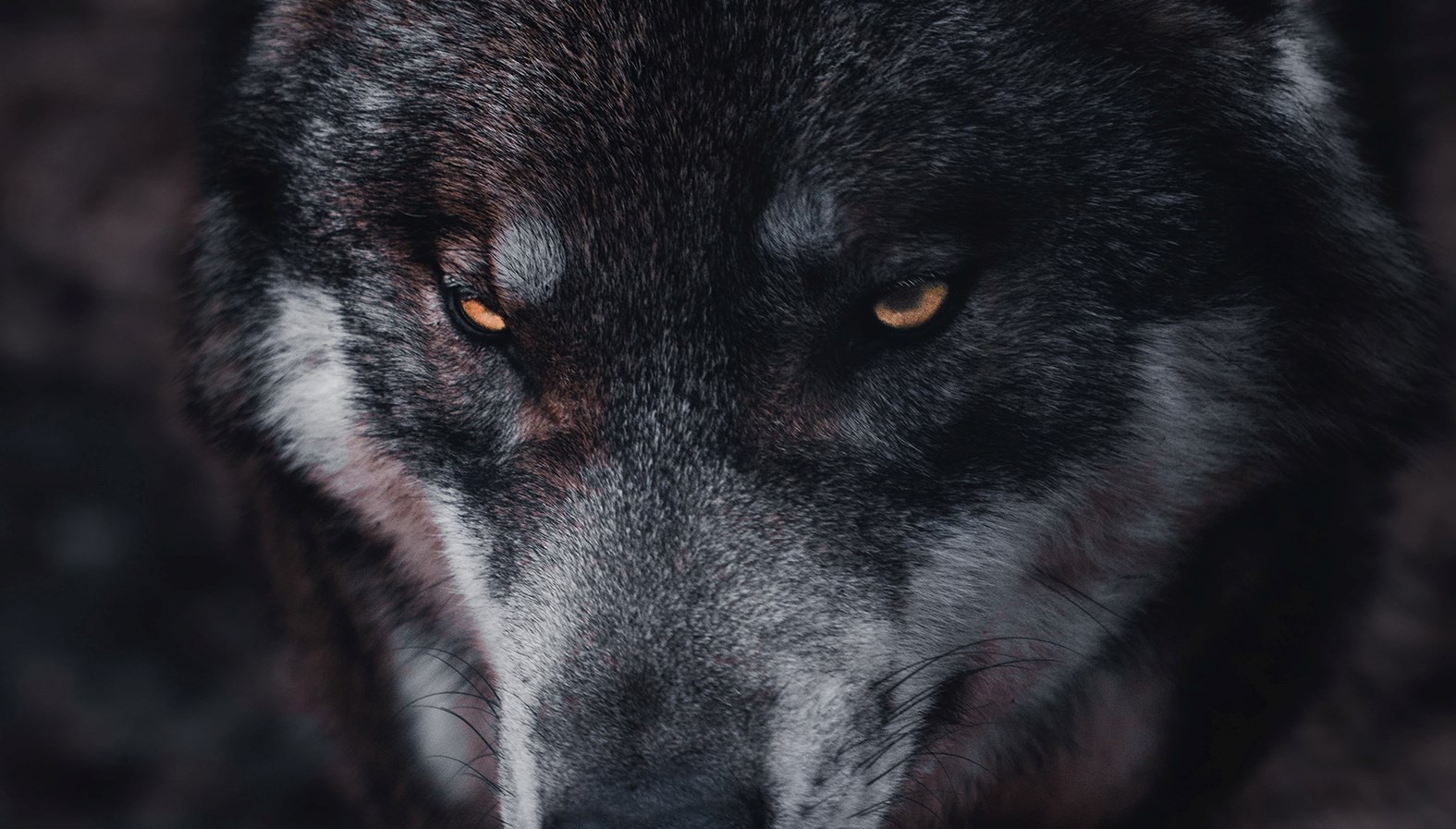 Ingen beskrivning tillgänglig