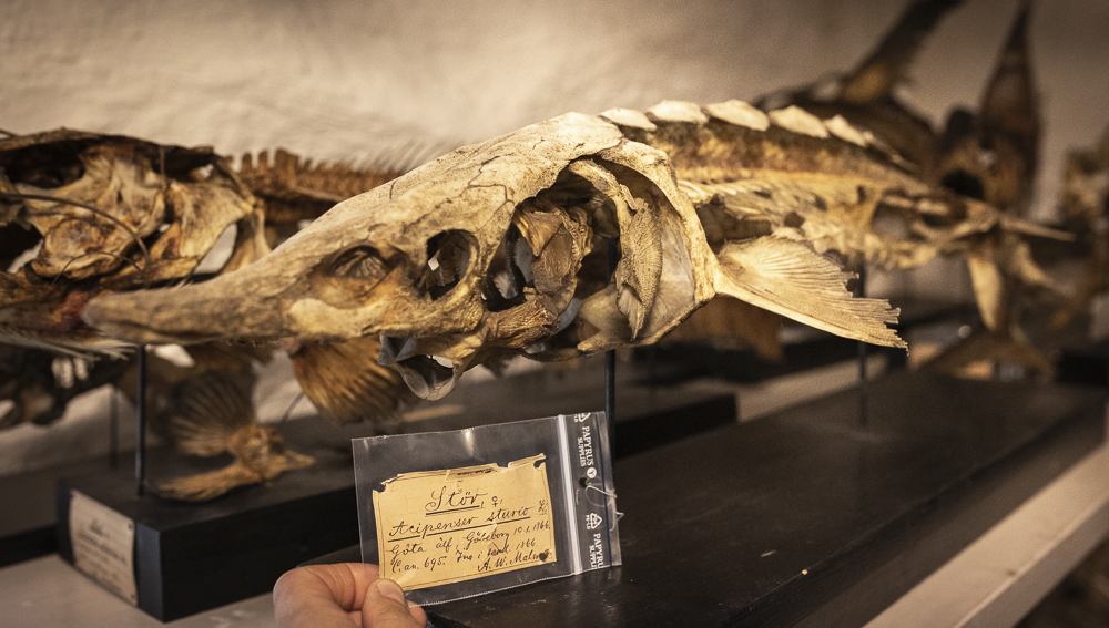 Fotografi av Atlantstör ur samlingarna