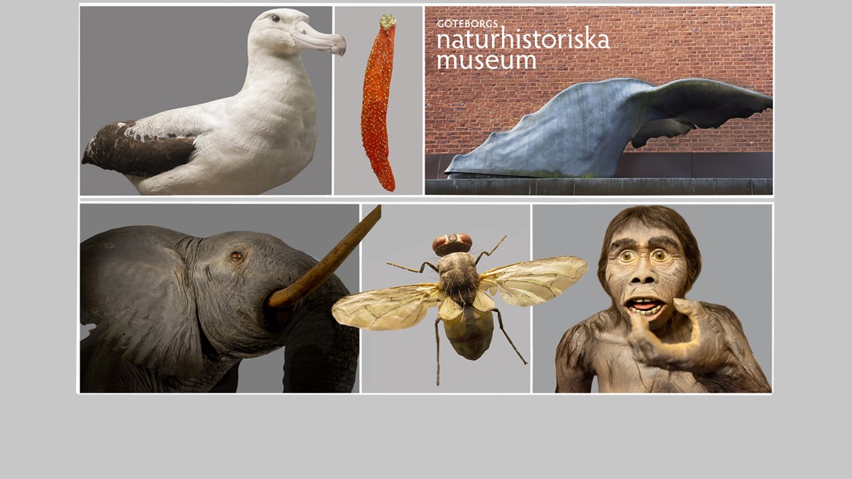 Göteborgs naturhistoriska museum