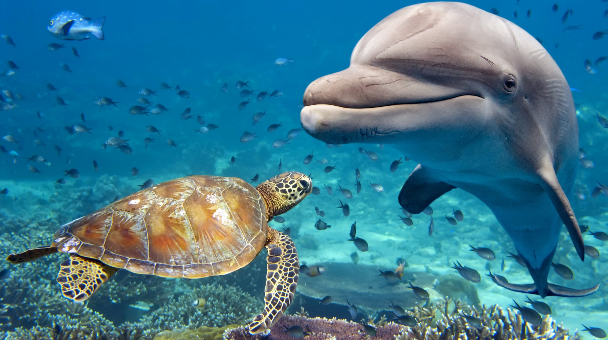Sköldpadda och delfin