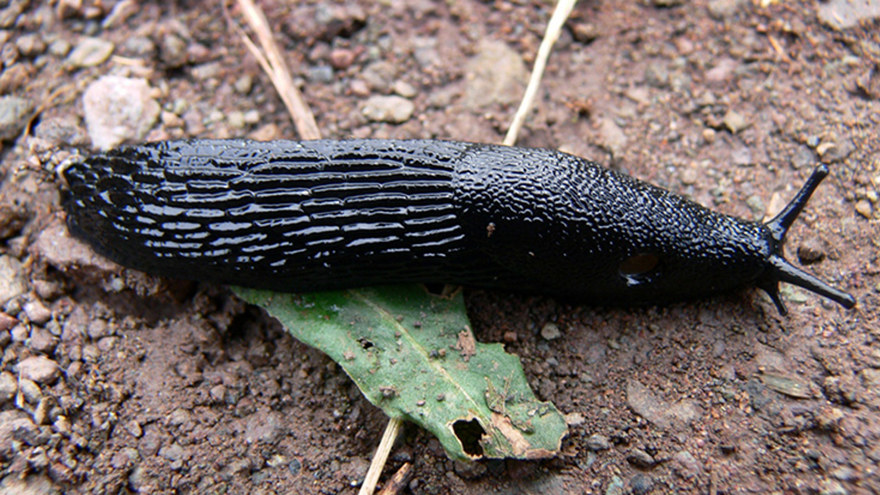 Ingen beskrivning tillgänglig