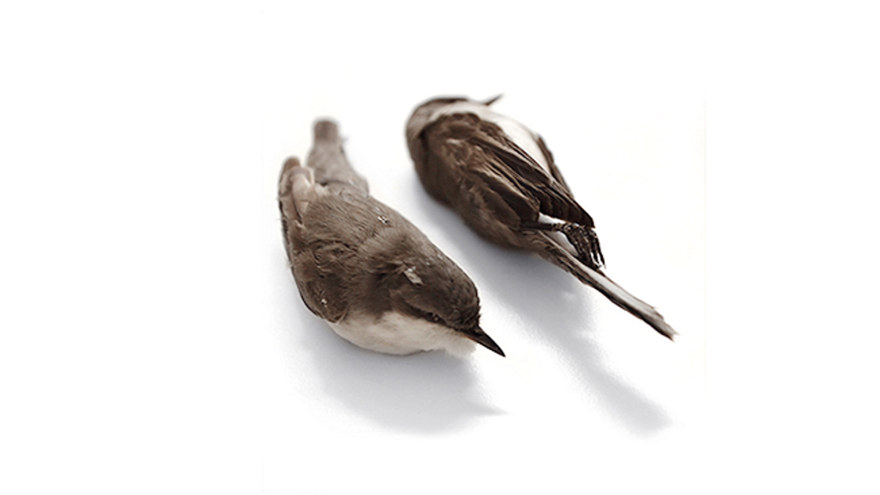 Ingen beskrivning tillgänglig