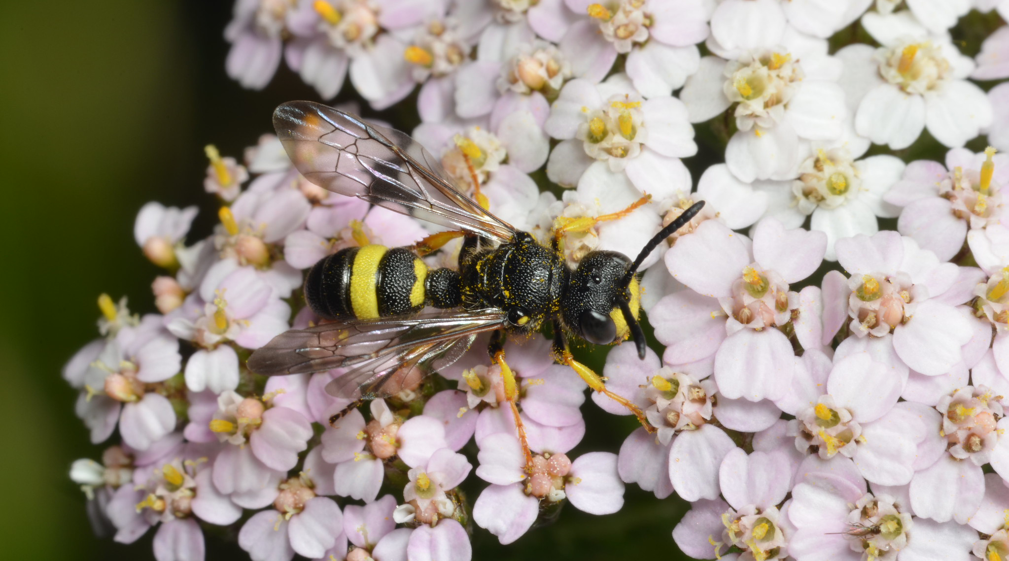 Ingen beskrivning tillgänglig