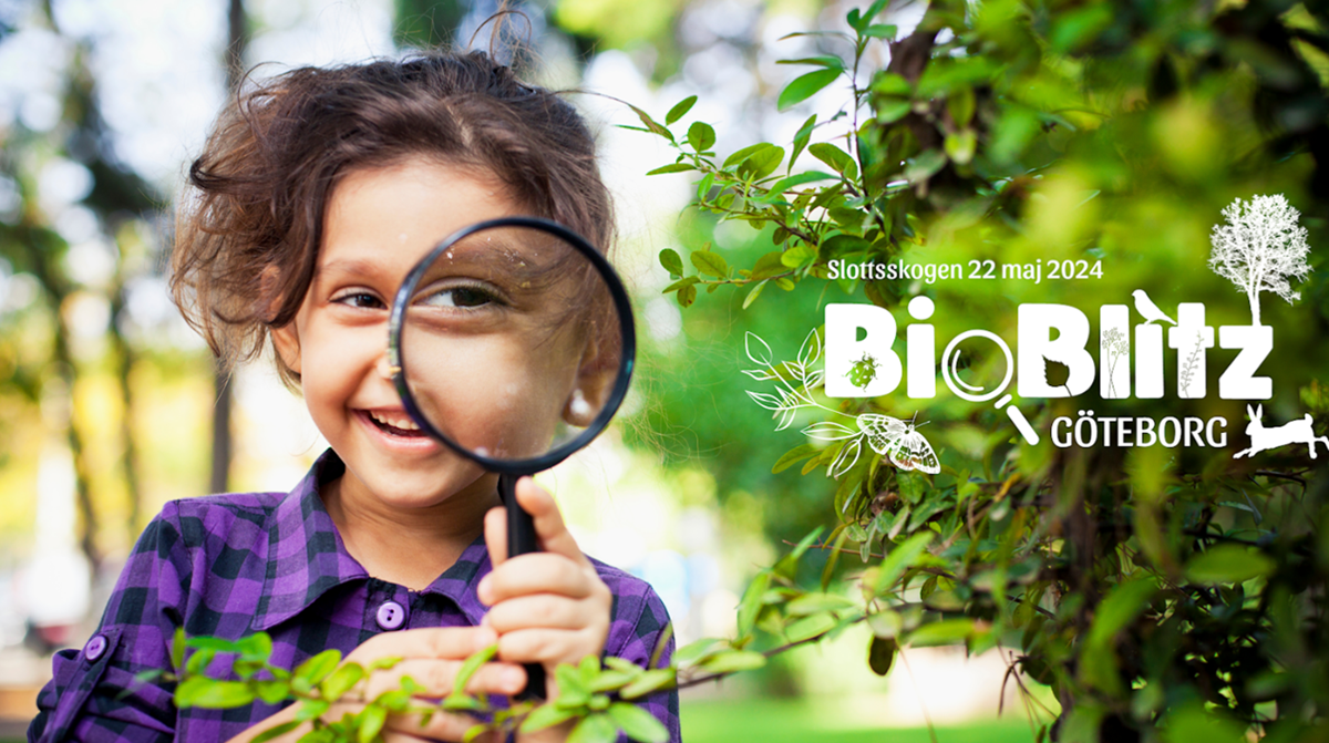 Bild på barn i grönska med förstoringsglas och texten Bioblitz i Göteborg 22 maj 2024