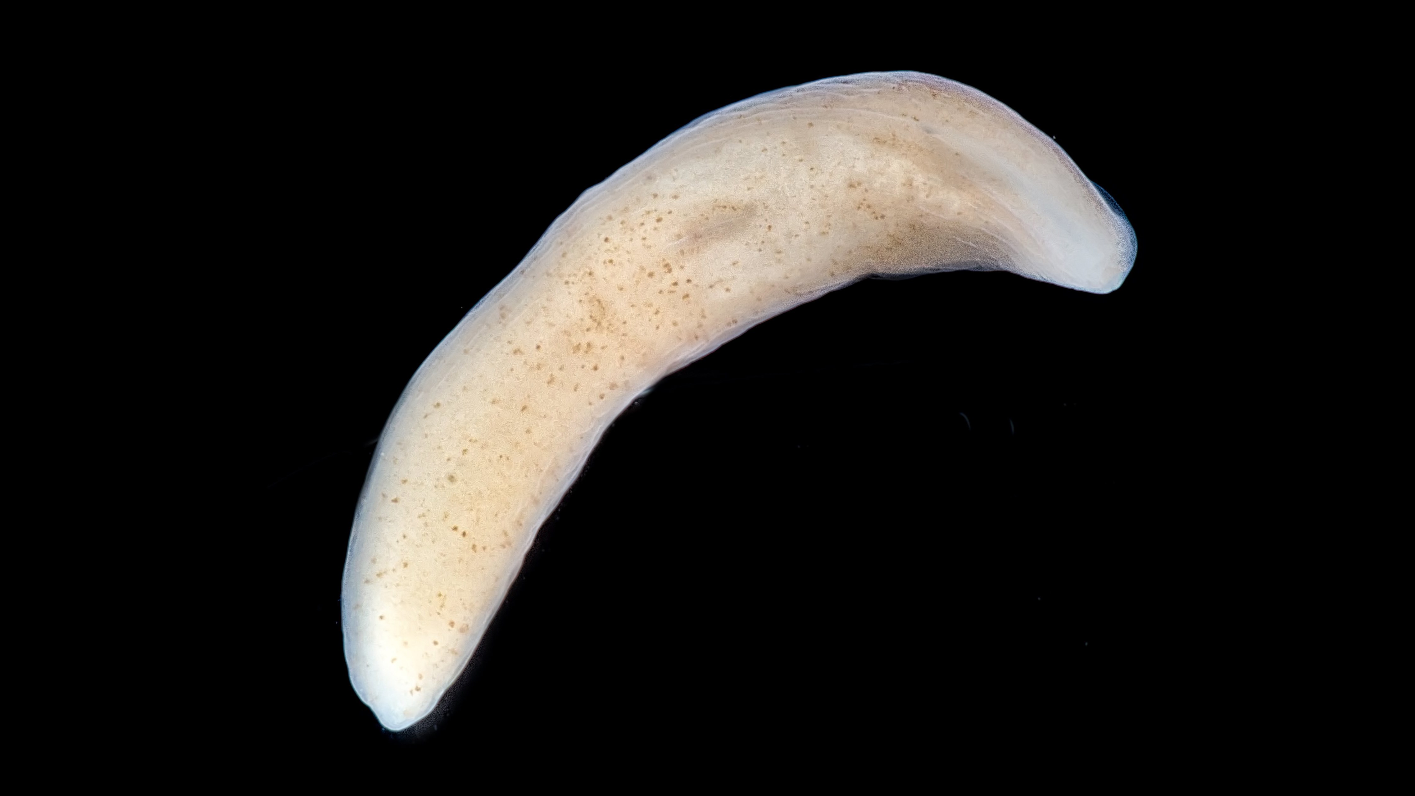 Bild på en paradoxmask