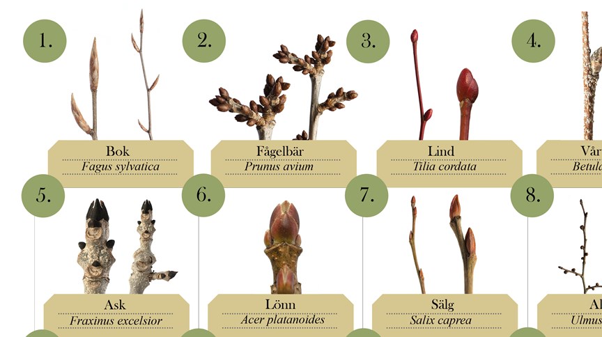 Göteborgs naturhistoriska museum startsida - Göteborgs naturhistoriska ...