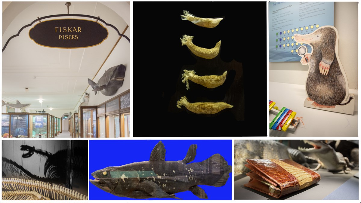collage of sharks, fish and other objects from the museum of natural history