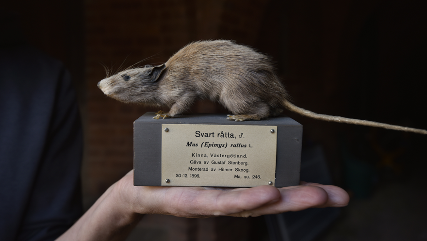 En hand som håller en monterad svartråtta på en sockel med artinformation.