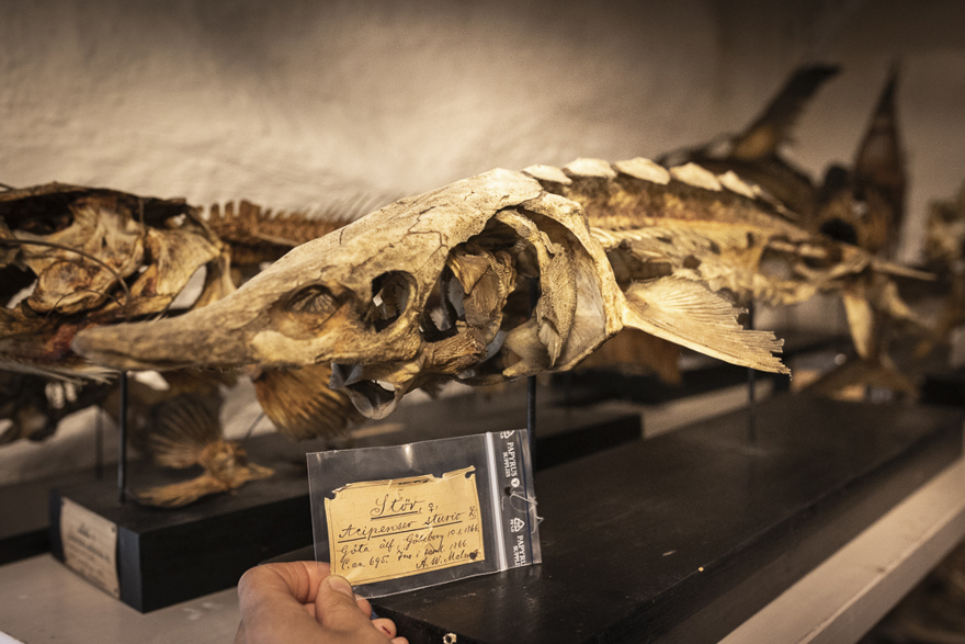 Stören på väg tillbaka till Göta älv – tack vare museets samlingar ...