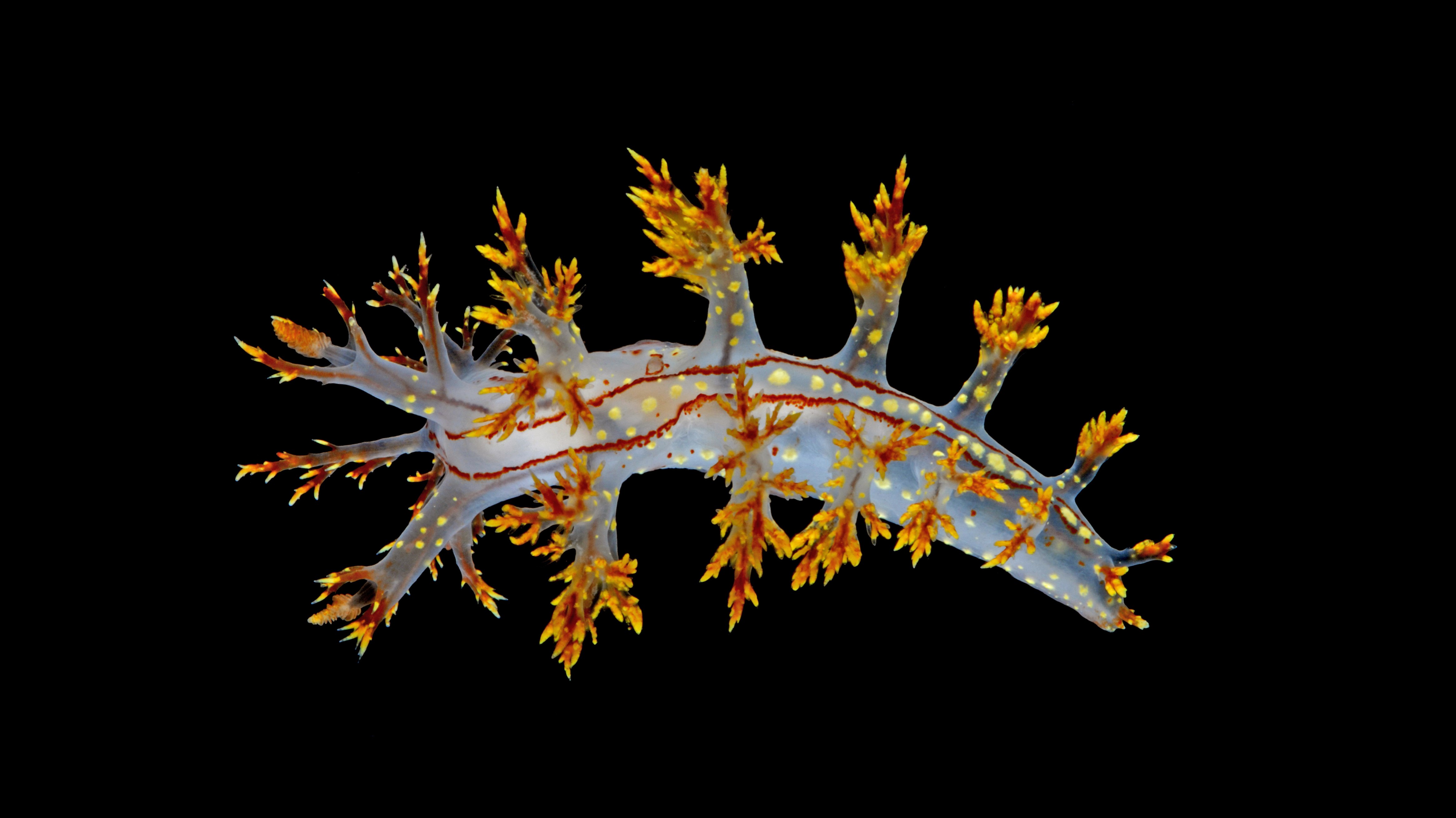 Ingen beskrivning tillgänglig