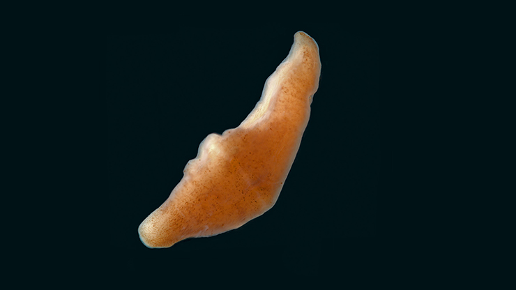 Ingen beskrivning tillgänglig