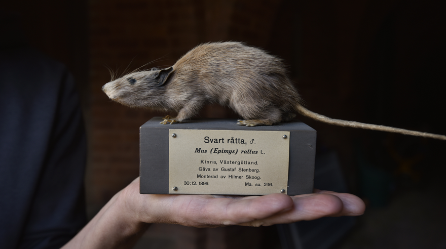 En hand som håller en monterad svartråtta på en sockel med artinformation.