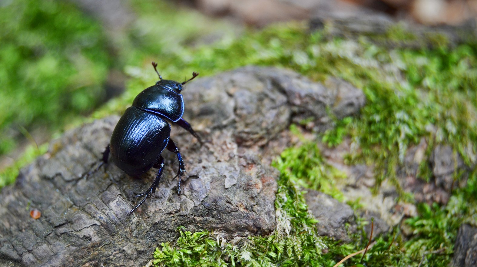 Ingen beskrivning tillgänglig