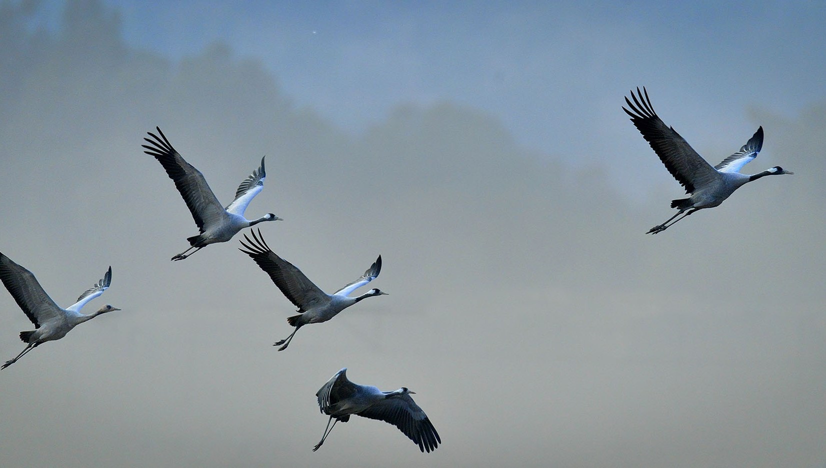 Birds in flight. A silhouettes of cranes in flight.  Common Crane, Grus grus or Grus Communis, big bird in the natural habitat.