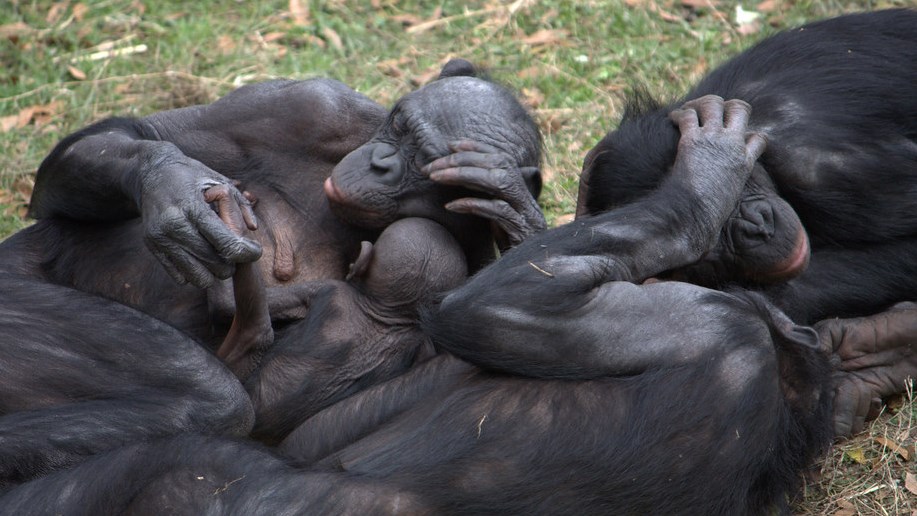 Bild på fyra schimpanser
