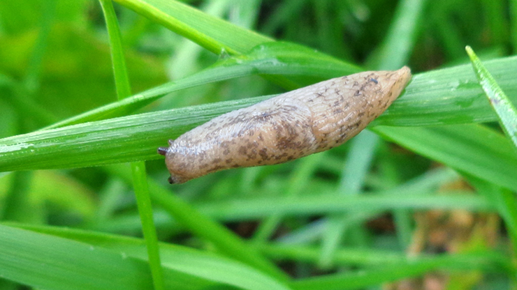 En ljusbeige snigel med små grå fläckar, lika stor som det grässtrå den kryper på