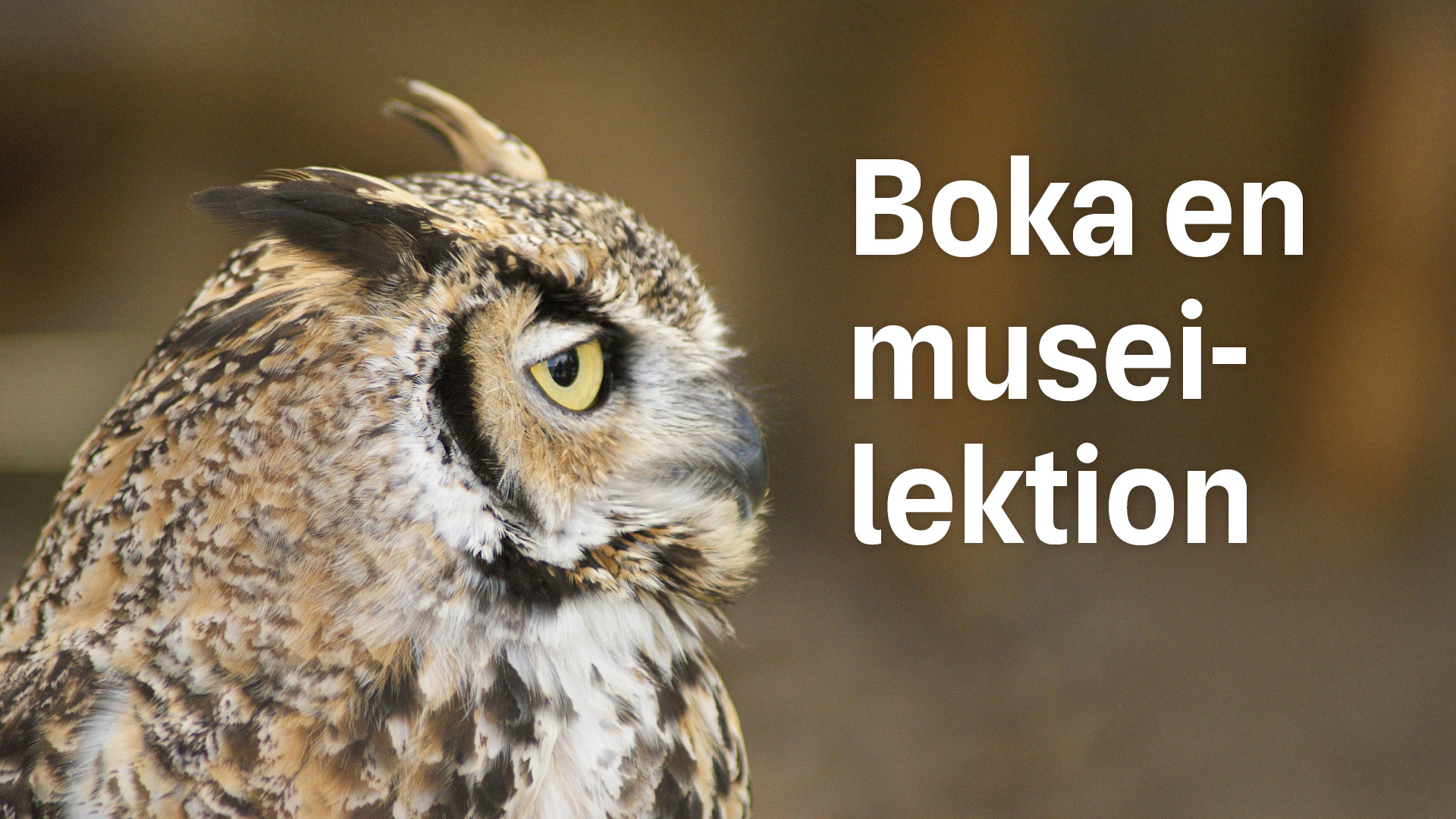 En berguv och texten "Boka en museilektion"
