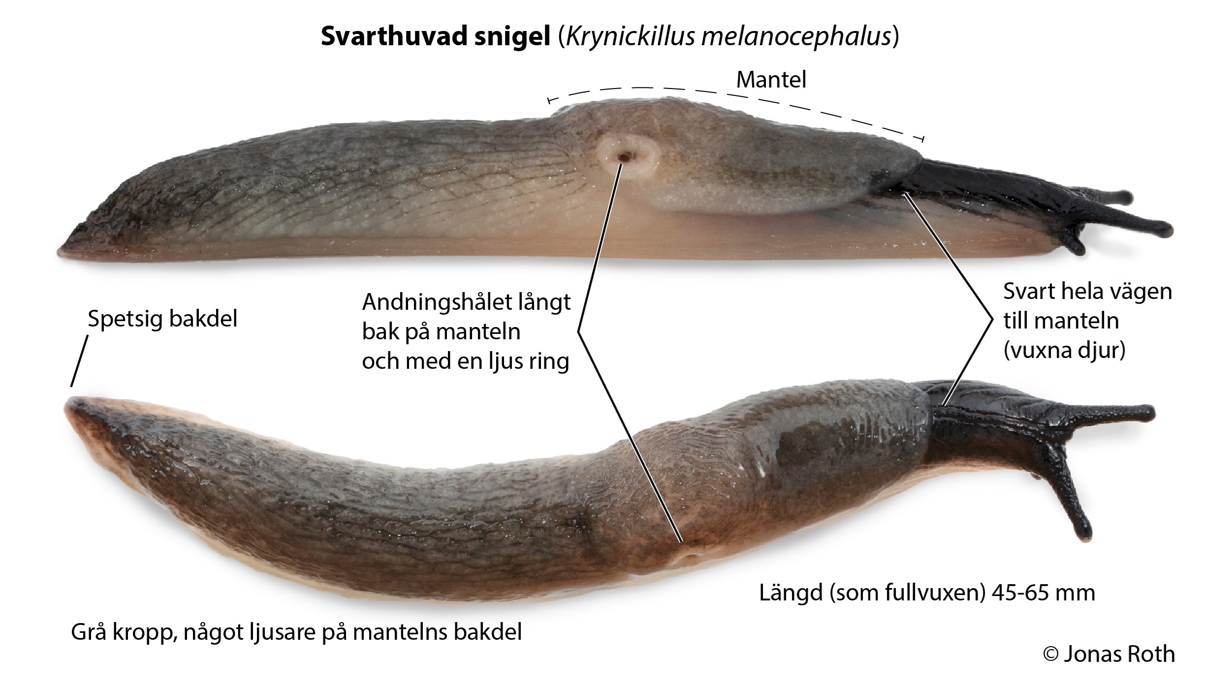 En bild som ligger i bildspelet