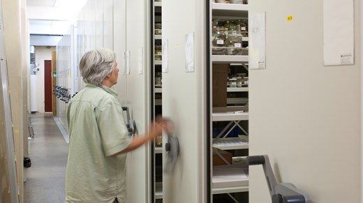 A curator opens a locker to the collections