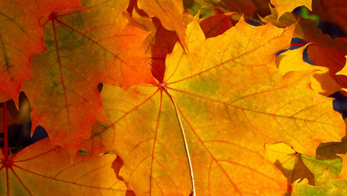 autumn leaves höstlöv