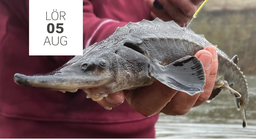 Person med vinröd tröja håller i en stör