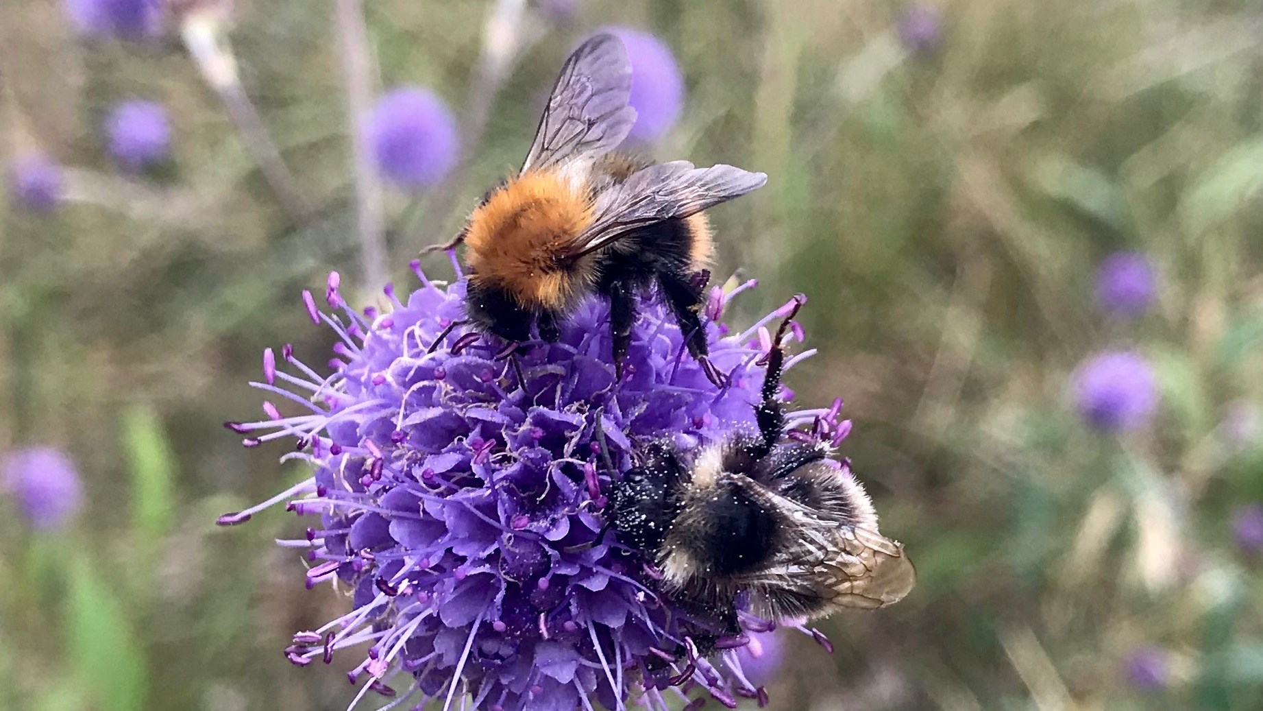 Humlor på en tistel